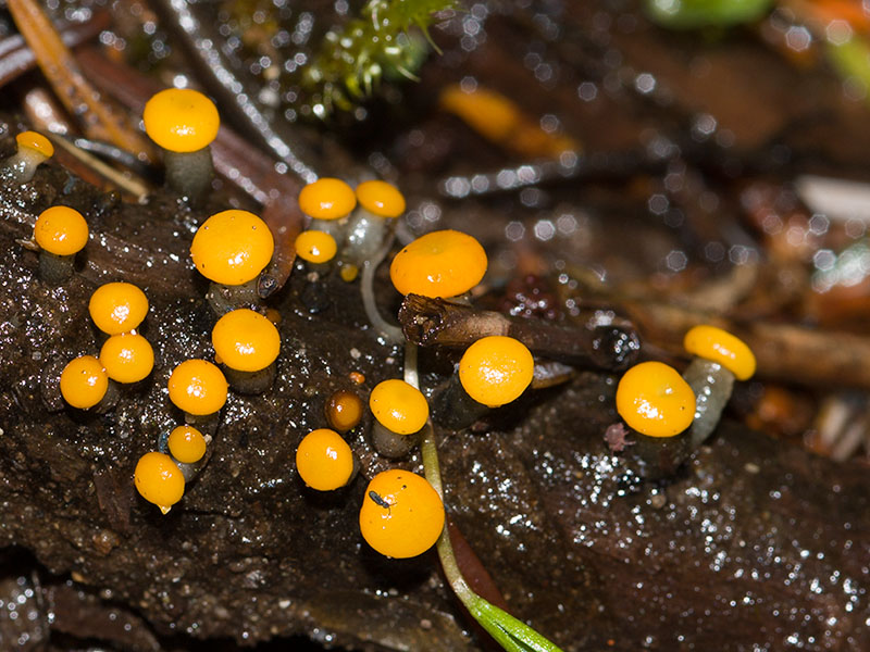 Vibrissea truncorum